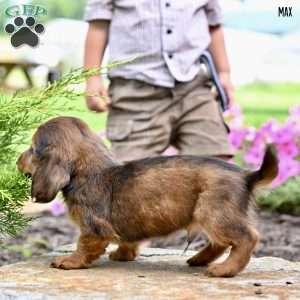 Max (mini), Dachshund Puppy