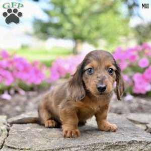Max (mini), Dachshund Puppy