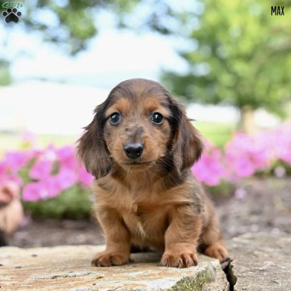 Max (mini), Dachshund Puppy