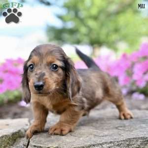Max (mini), Dachshund Puppy