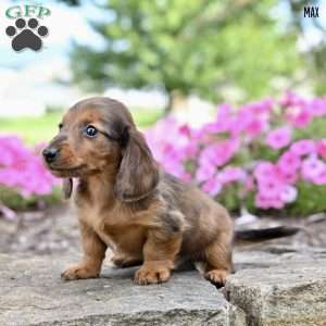 Max (mini), Dachshund Puppy