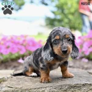 Marshal (mini), Dachshund Puppy