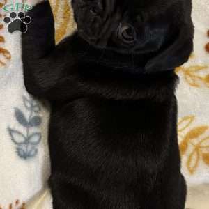 Jazlyn, Pug Puppy