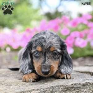 Marshal (mini), Dachshund Puppy