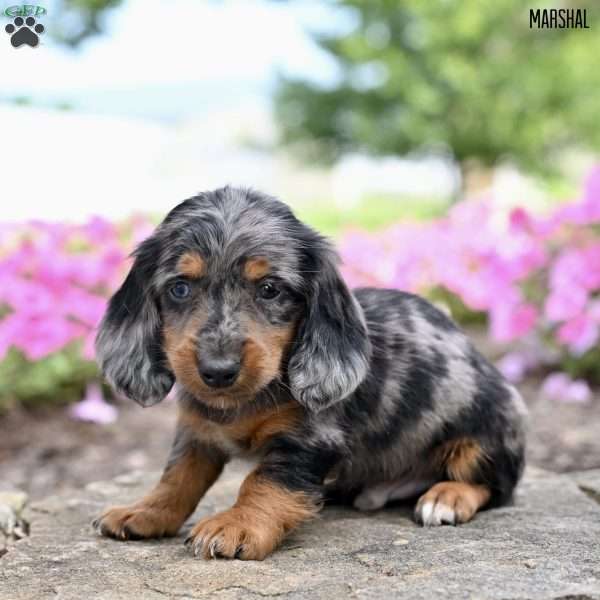 Marshal (mini), Dachshund Puppy