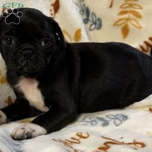 Jazlyn, Pug Puppy