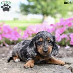 Marshal (mini), Dachshund Puppy