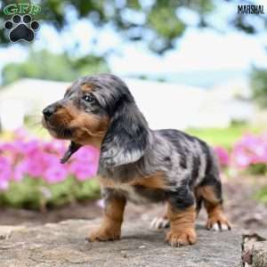 Marshal (mini), Dachshund Puppy