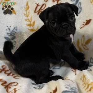 Jinx, Pug Puppy