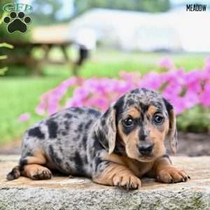 Meadow (mini), Dachshund Puppy