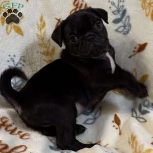 Jinx, Pug Puppy