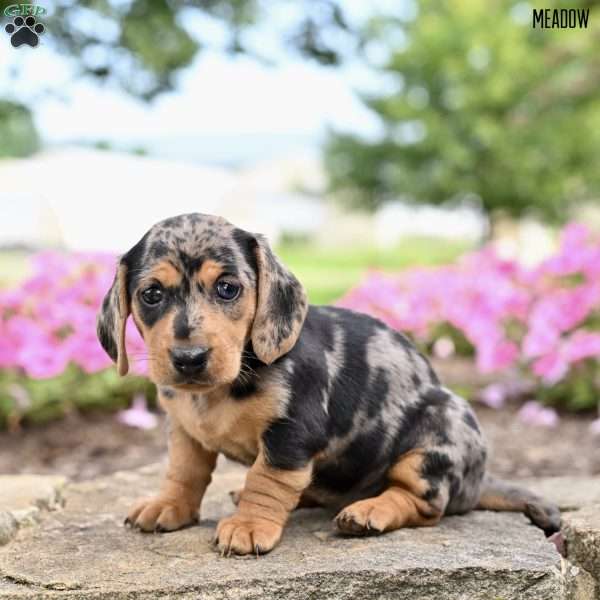Meadow (mini), Dachshund Puppy