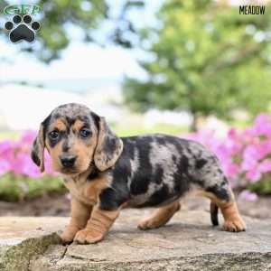 Meadow (mini), Dachshund Puppy