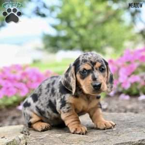 Meadow (mini), Dachshund Puppy