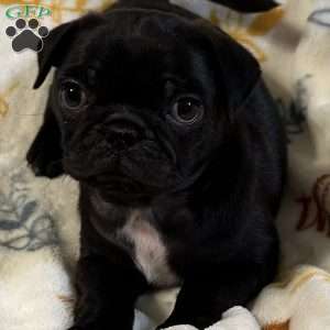 Jinx, Pug Puppy