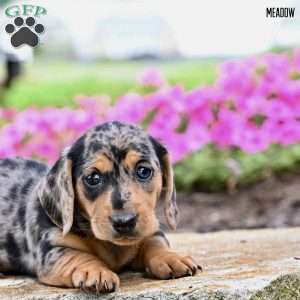 Meadow (mini), Dachshund Puppy