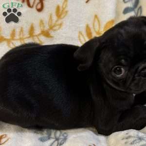 Jinx, Pug Puppy