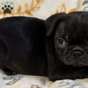Jinx, Pug Puppy