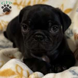 Jinx, Pug Puppy