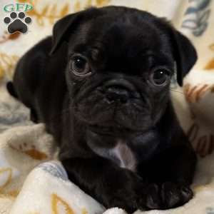 Jinx, Pug Puppy