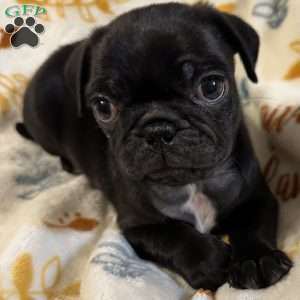 Jinx, Pug Puppy