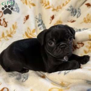 Jinx, Pug Puppy