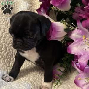 Jazlyn, Pug Puppy