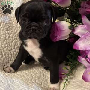 Jazlyn, Pug Puppy