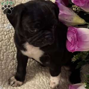Jazlyn, Pug Puppy