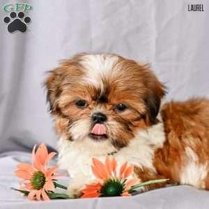 Laurel, Shih Tzu Puppy