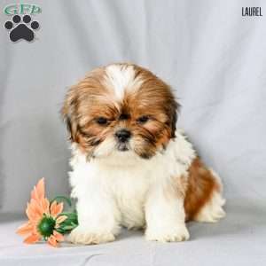 Laurel, Shih Tzu Puppy