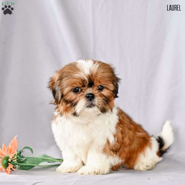 Laurel, Shih Tzu Puppy