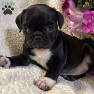 Jazlyn, Pug Puppy