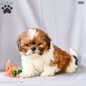 Laurel, Shih Tzu Puppy