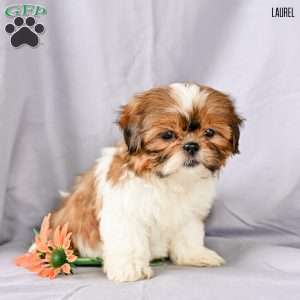 Laurel, Shih Tzu Puppy