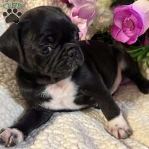 Jazlyn, Pug Puppy