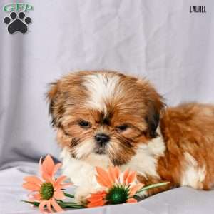 Laurel, Shih Tzu Puppy