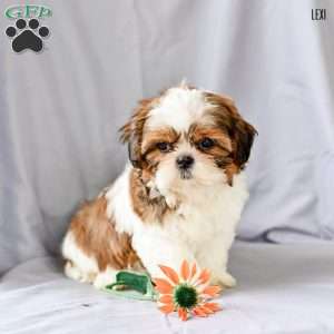 Lexi, Shih Tzu Puppy