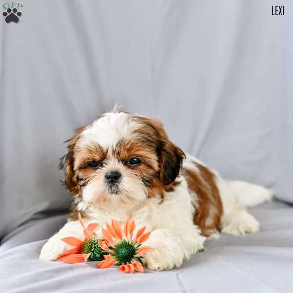 Lexi, Shih Tzu Puppy