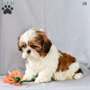 Lexi, Shih Tzu Puppy