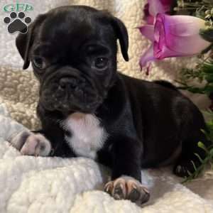 Jazlyn, Pug Puppy