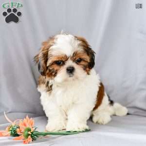 Lexi, Shih Tzu Puppy