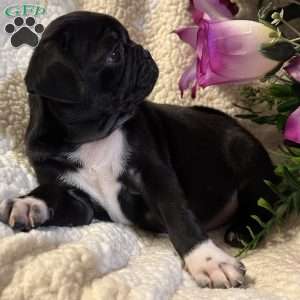 Jazlyn, Pug Puppy