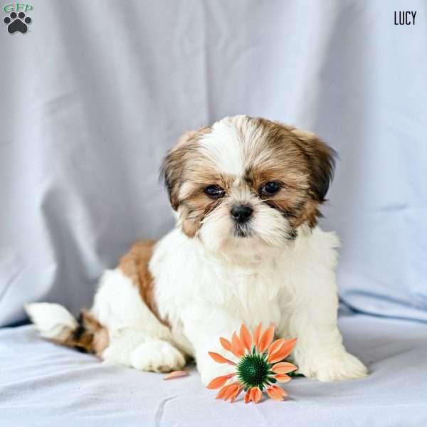 Lucy, Shih Tzu Puppy
