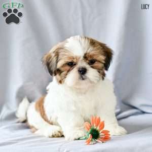 Lucy, Shih Tzu Puppy