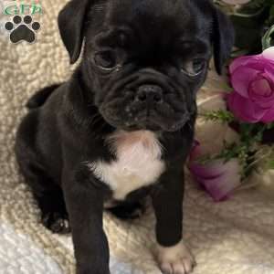 Jazlyn, Pug Puppy
