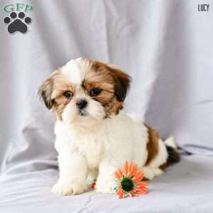 Lucy, Shih Tzu Puppy