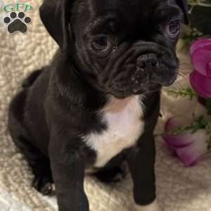 Jazlyn, Pug Puppy