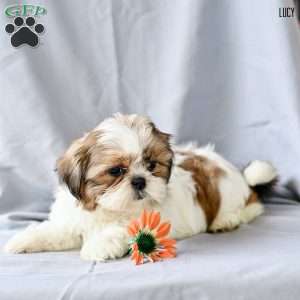 Lucy, Shih Tzu Puppy