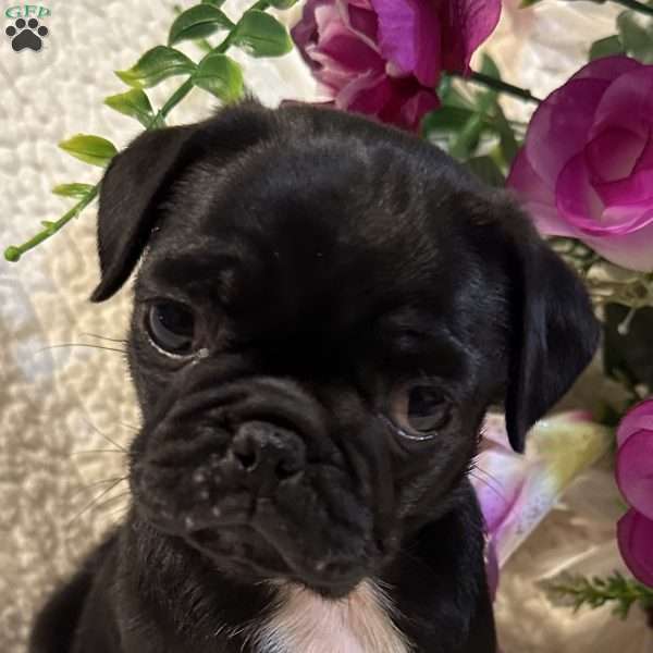 Jazlyn, Pug Puppy
